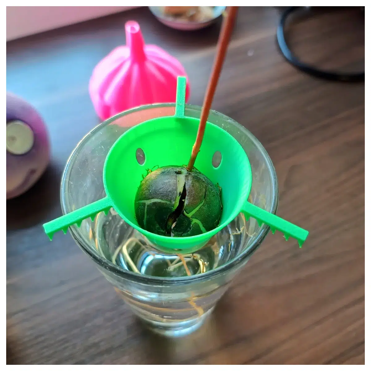 Avocado Seed Germinator Starter Germination Box Seed Sprouting Device Seedling Starter Rapid Germination
