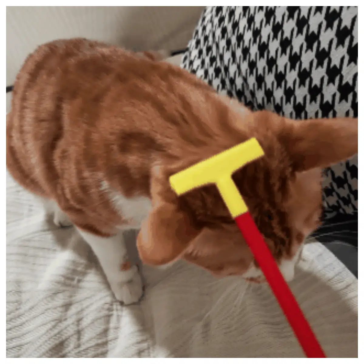 Cat Itching Relief Scratching Anti Itch Pet Itch Relief Cat Scratch Deterrent