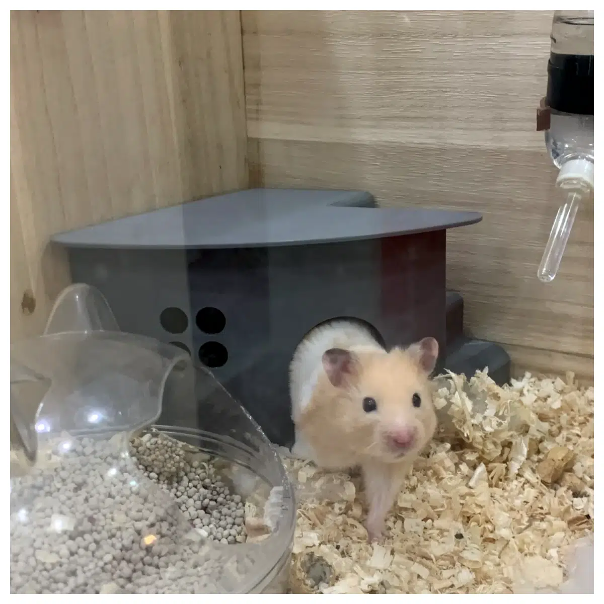Hamster House Elevated Platform 150mm Staircase Pet House Small Animal Habitat Climbing Ramp Hamster Toy