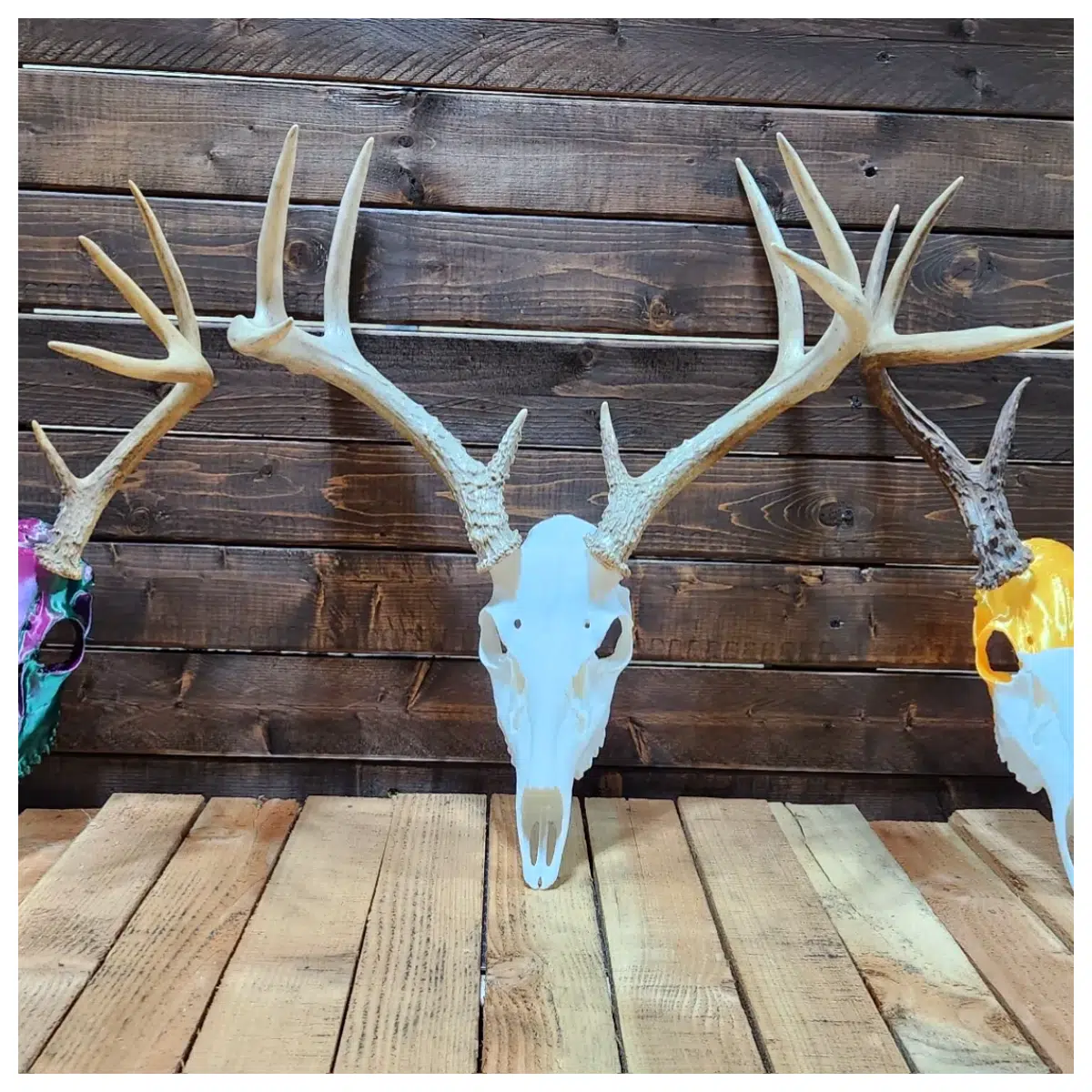 White Deer Skull Male Deer Antlers Animal Skeleton Model Study Education Decoration Deer Antler Specimen