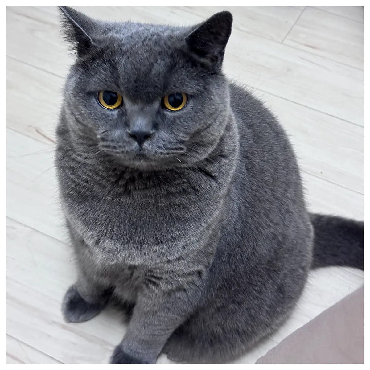 British Shorthair Blue Cat Price Buy Blue Cat Kitten Price Blue Cat Pet Price