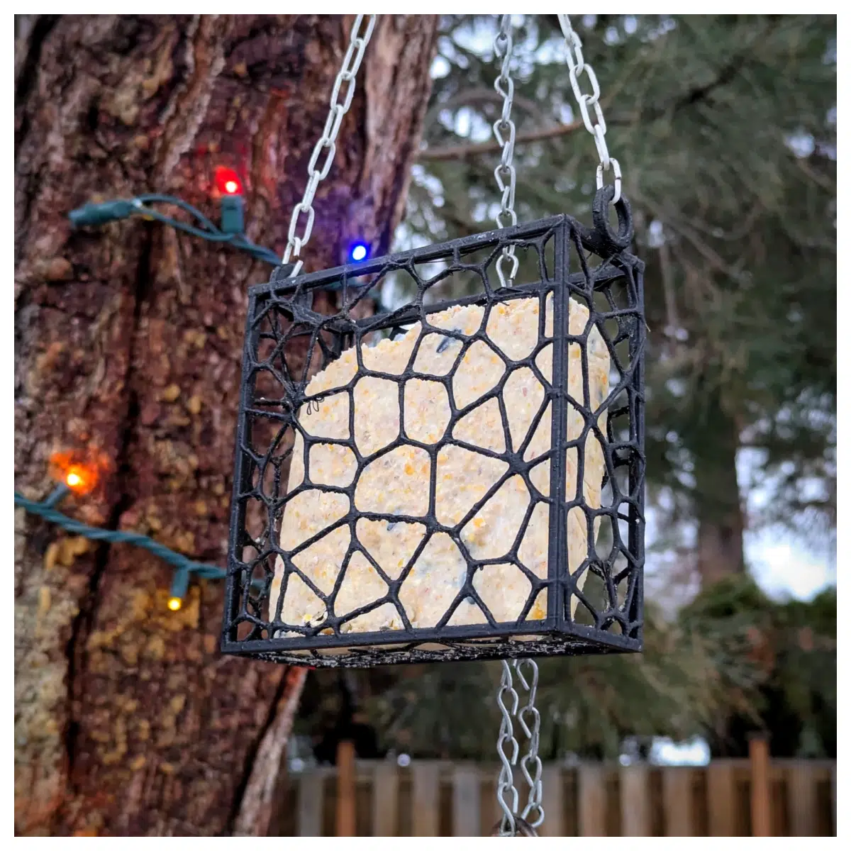 Bird Food Box Nutritious Food Storage Container Porous Bird Guard Box Bird Feeders Bird Food Supplies