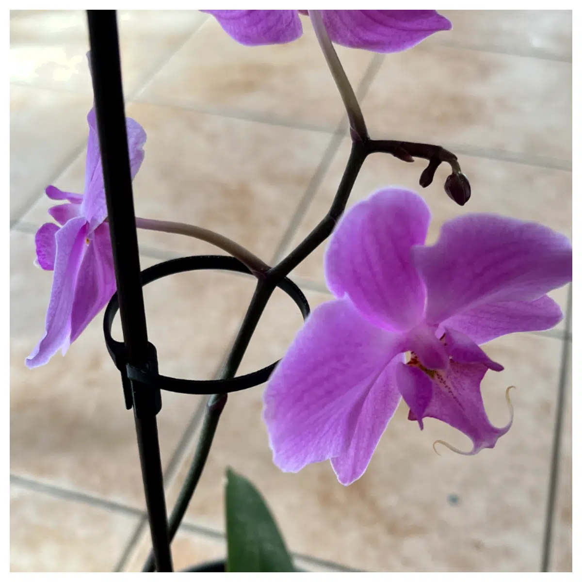 Plant Growth Promoter Orchid Stick Heliconia Auxiliary Agent Boost Flower Growth Plant Nutrition Liquid Plant Care Supplies