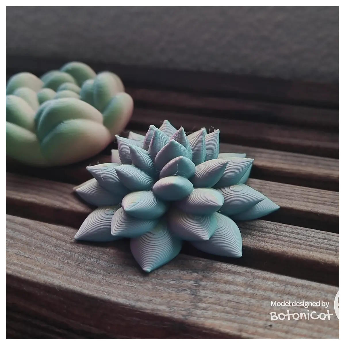 Succulents Sedum Lilium Plant Care Tips Planting Methods Potted Growing Common Issues