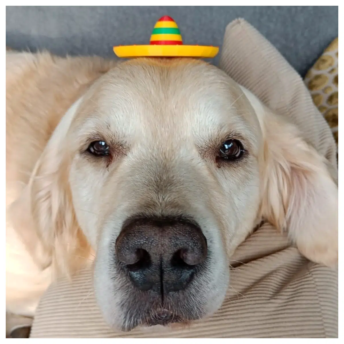 Mexican Sombrero Hat Fiesta Decoration Party Accessory Costume Prop Fun Headwear Party Supplies