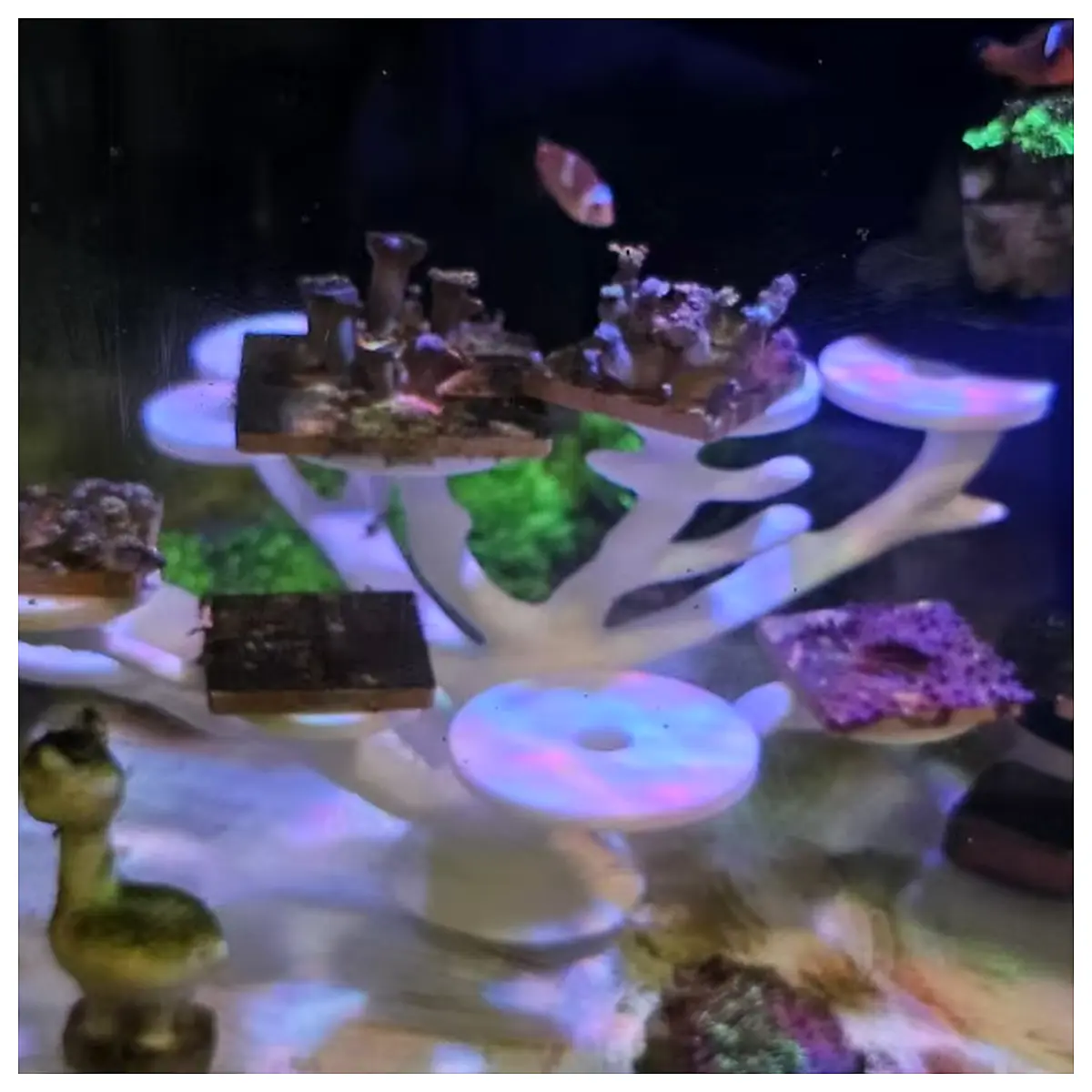 Coral Stand Coral Tank Stand Fish Tank Stand Coral Reef Stand Coral Display Coral Support
