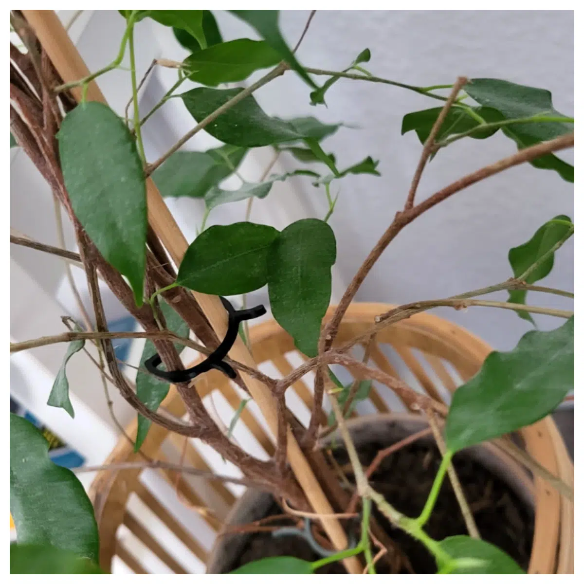 Plant Pin Guides Auxiliary Tools Root Growth Guidance Plant Growth Optimization Pot Gardening Plant Care