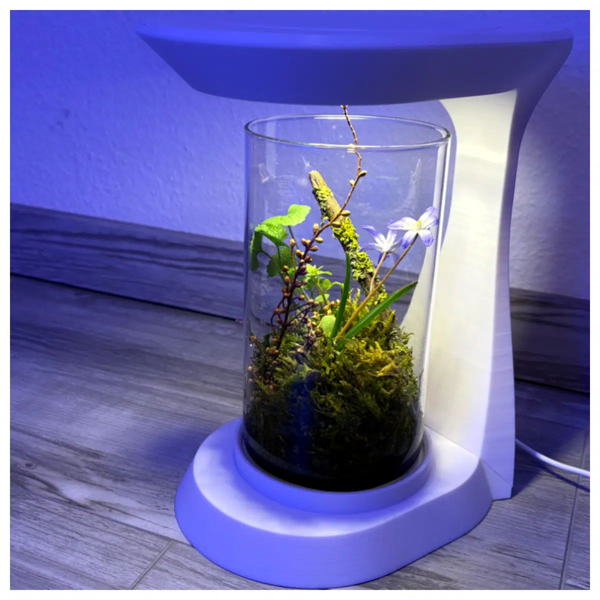 Wabi Sabi Moss Ball Indoor Succulent Plant Care Tranquil Decor Air Purifying Desktop Greenery Minimalist Home Accent