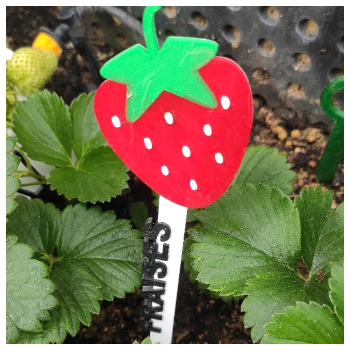 Strawberry Fragrance Herb Tag Planting Tools Garden Labels Floral Markers Plant Identification Vegetable Tags Gardening Supplies