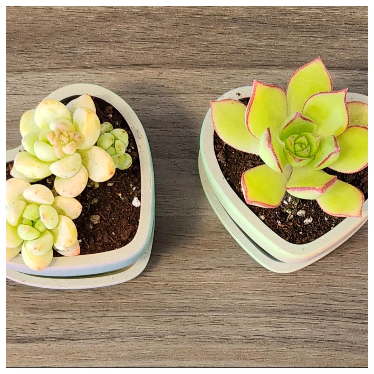 Mini Flower Pots Shaped Small Pots Succulent Planters Indoor Garden Decorative Pots Houseplants