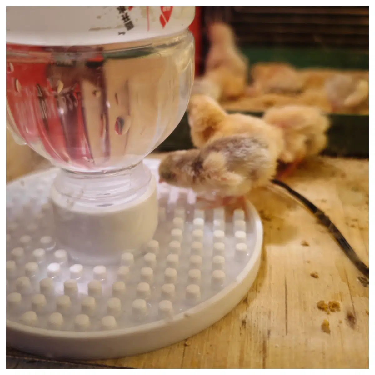 Duckling Water Prevention Feeding Device for Chickens Automatic Waterer Poultry Water Equipment Chicks Drinking System Solving Duckling Drowning