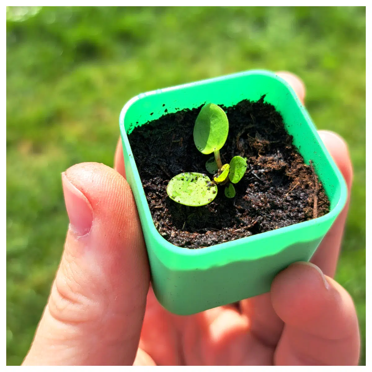 Mini Seed Starter Cups Pots Seedling Tray Universal Growing Containers Seed Starting Tools