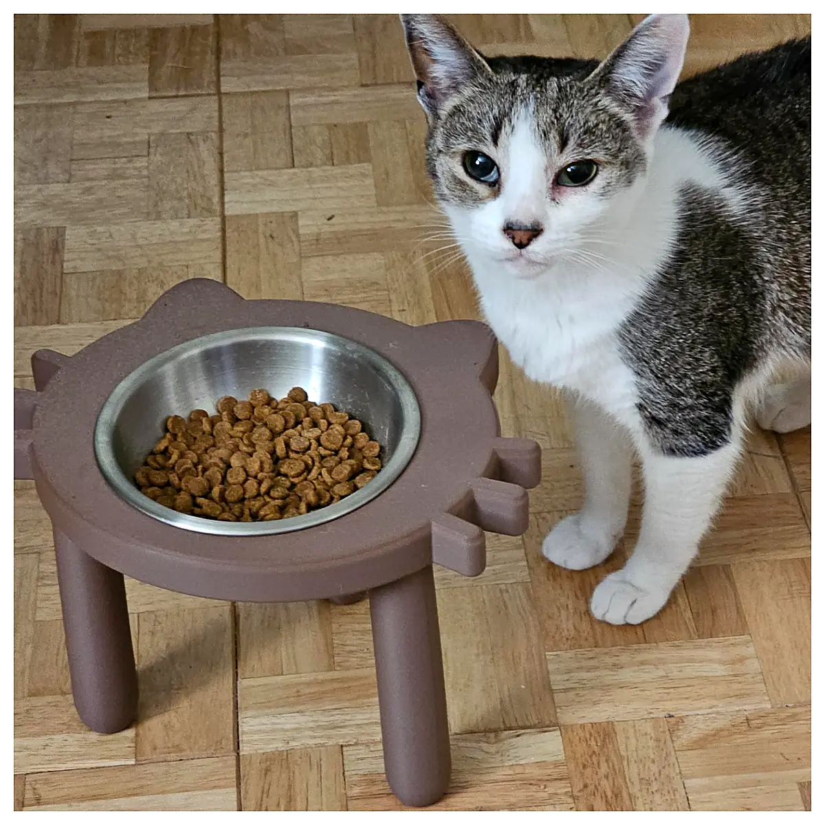 Cat Bowl Stand Auto Feeder Pet Food Bowls Elevated Water Bowl Stand Pet Supplies