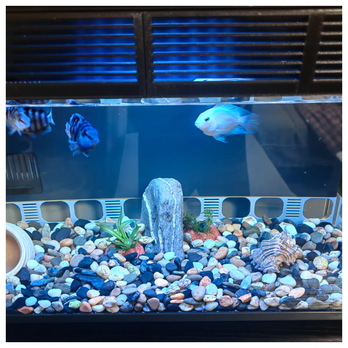 Small Aquarium Fish Hideout Fish Shelter Fish Tank Fish Keeping Decorative Fish Habitat