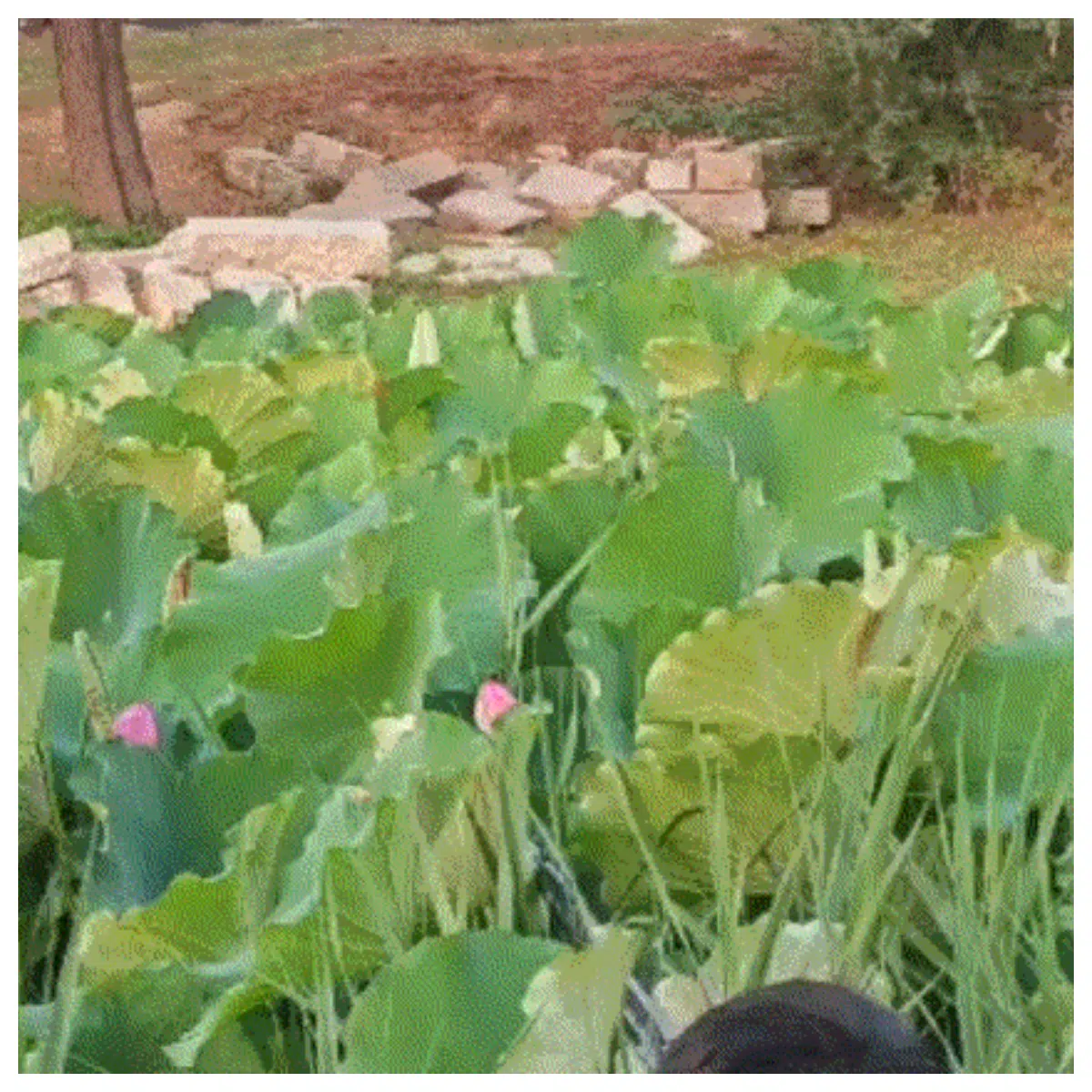 Folding Long Handle Flower Mechanical Picker Harvesting Tool Flower Picking Equipment Automatic Harvesting System