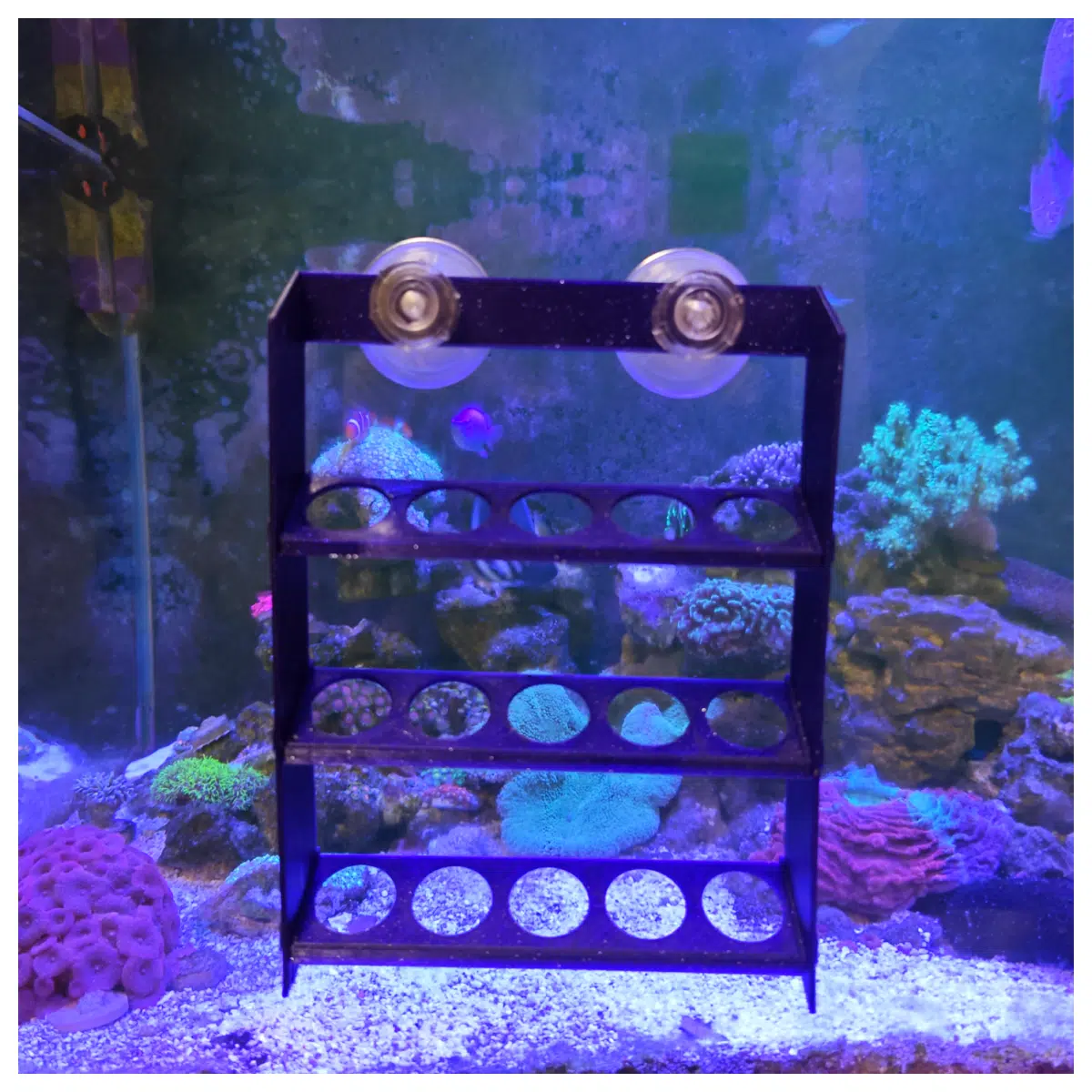 Aquarium Coral Branch Stand Short Coral Arms Support Coral Display Stand Coral Planting Holder Accessories