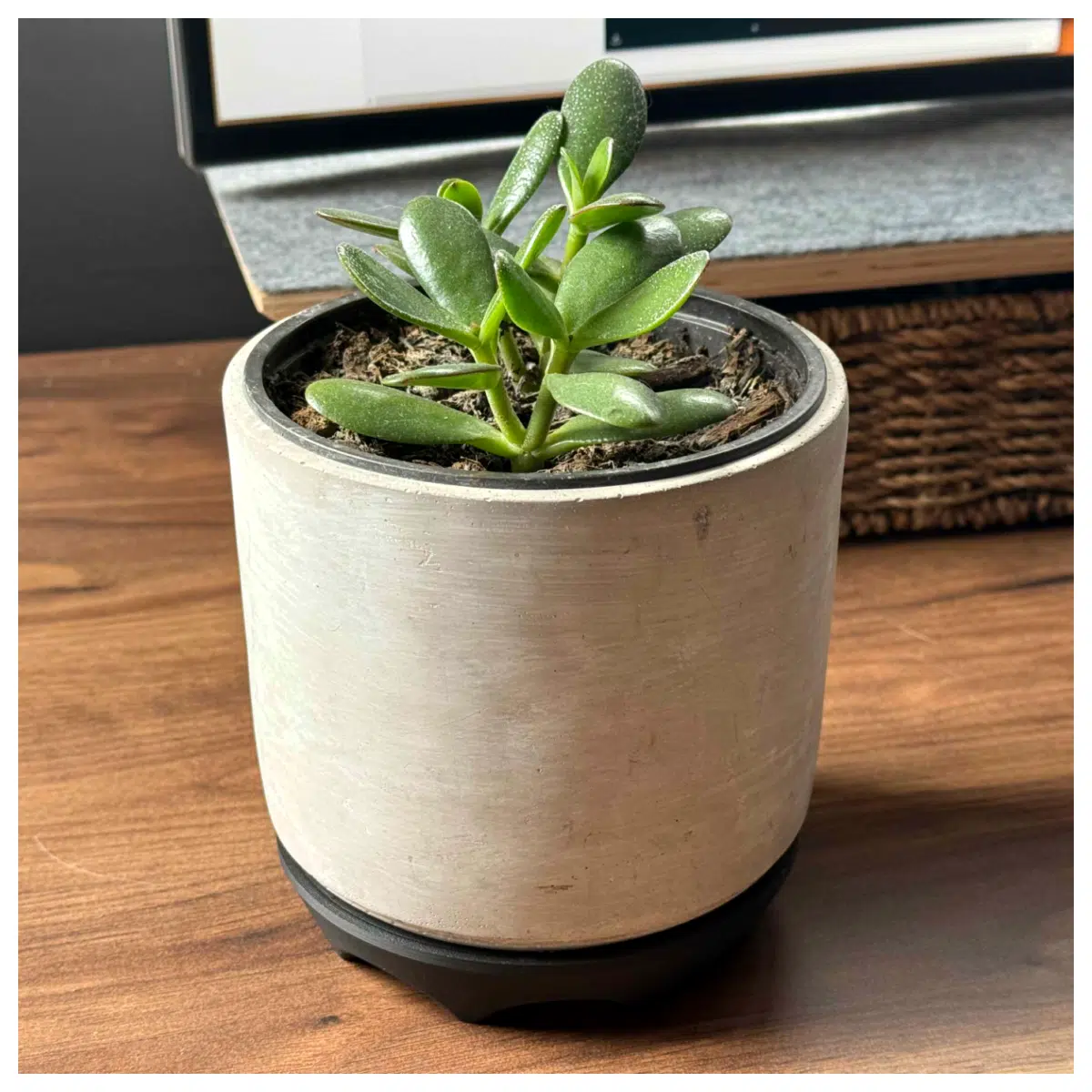 Flower Pot Stand Support Pots Proof Anti Corrosion Essential Plant Accessories Flower Stand Parts