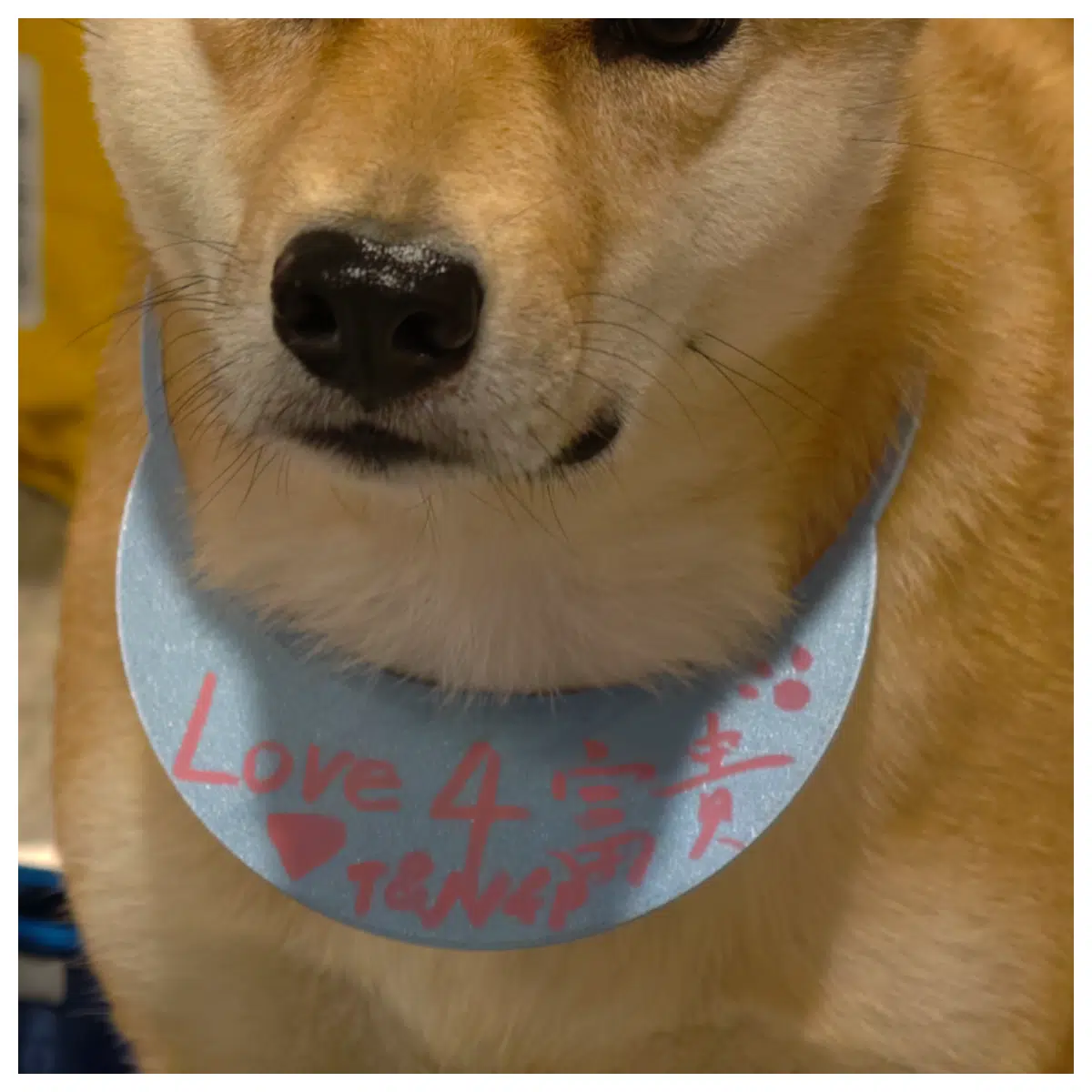 Pet Collar Training Board Dog Collar Training Pad Puppy Training Aid Pet Behavior Correction Accessories for Dogs