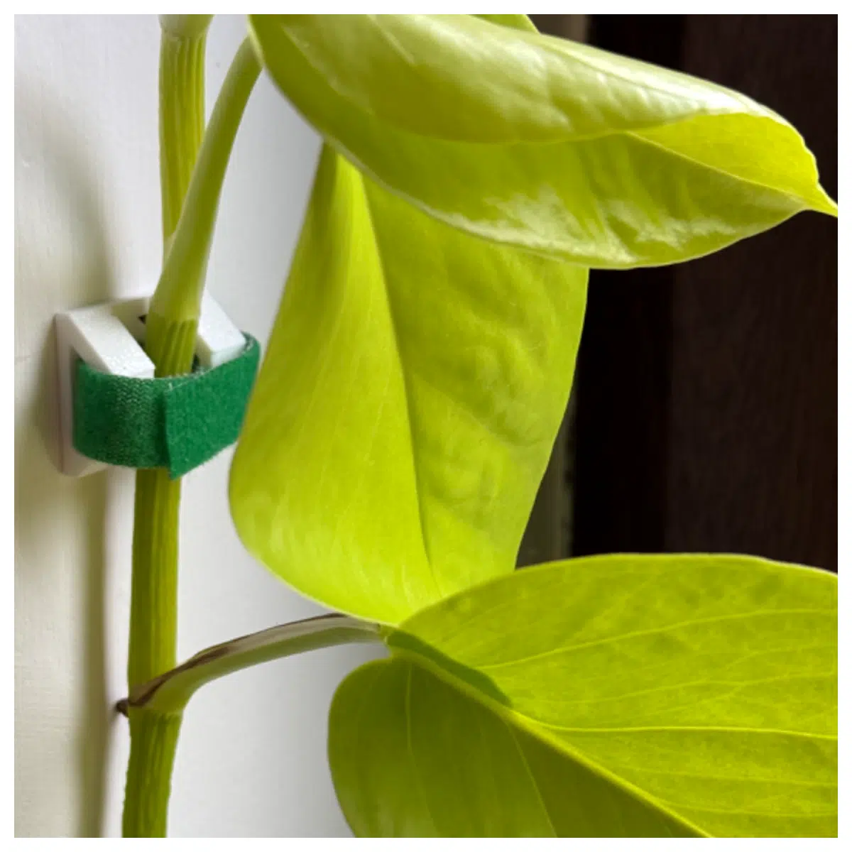 Plant Wall Magic Tape Support Fixing Clips for Green Wall Systems Vertical Garden Accessories Easy Install Plant Wall Brackets