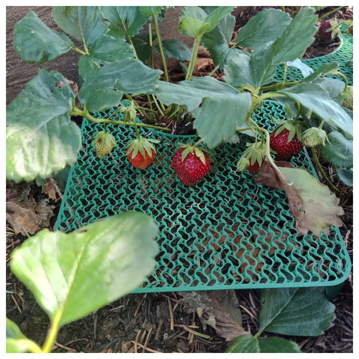Raised Platform Strawberry Harvester Vertical Picking Machine Orchard Harvesting Efficiency Multi Layer Strawberry Collection System