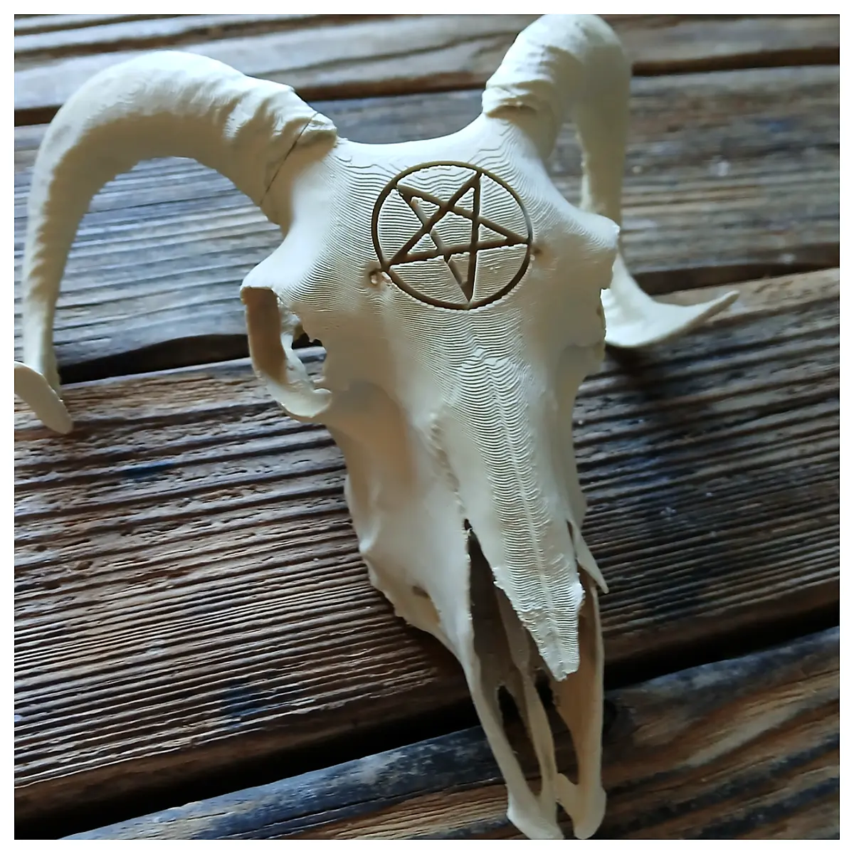 Bafut Skull Model Skeleton Figure Collectible Display Piece Decorative Skull Toy Figure