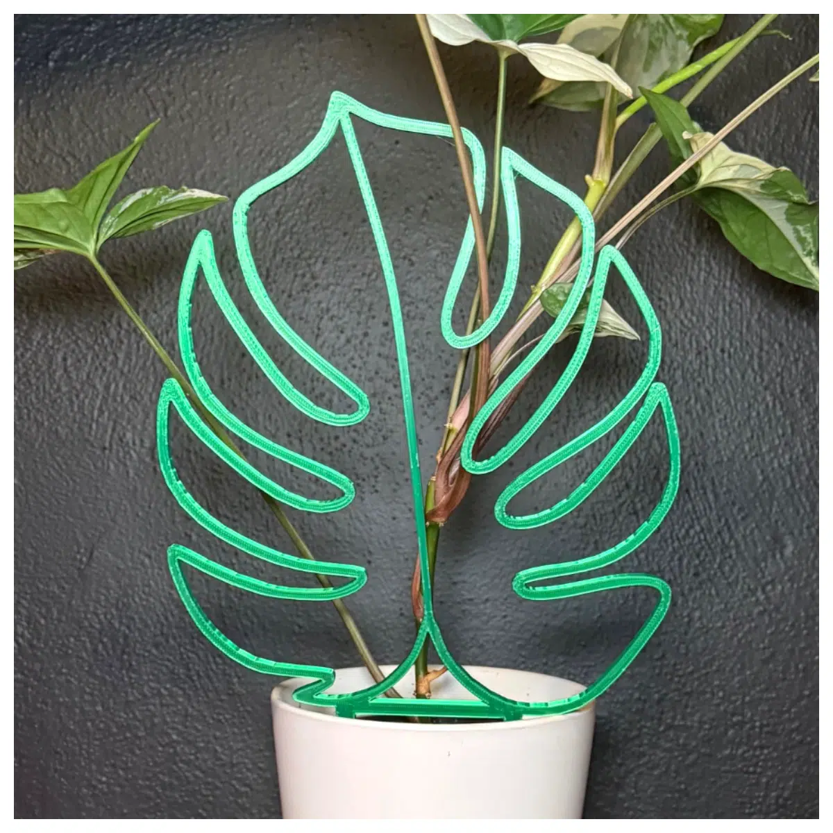 Climbing Support for Palm Plant Leaf Shape Support Plant Support Ventilation Growing