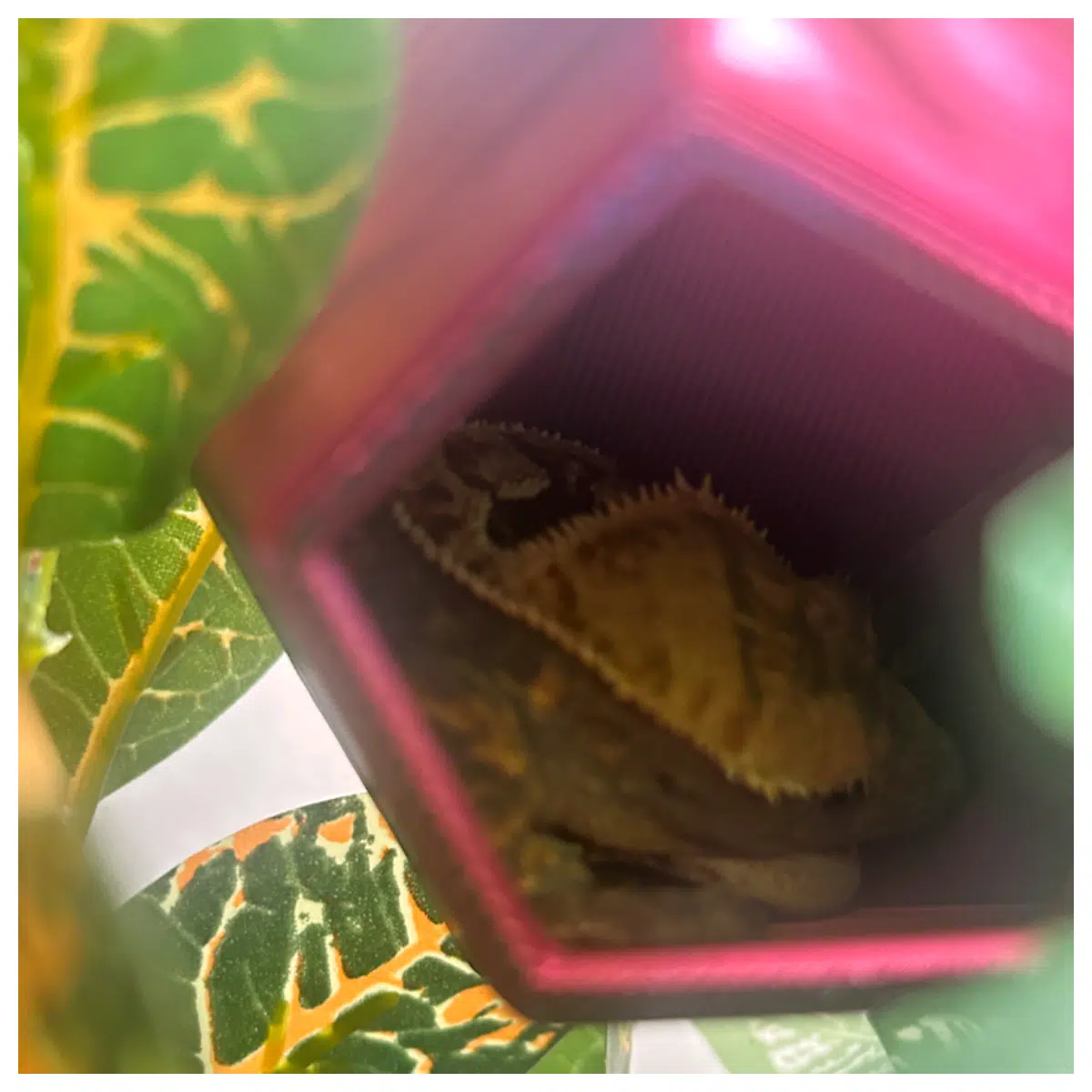 D20 Polyhedral Habitat Lizard Enclosure Lizard Toy Dice Display Storage Pet House Lizard Decoration