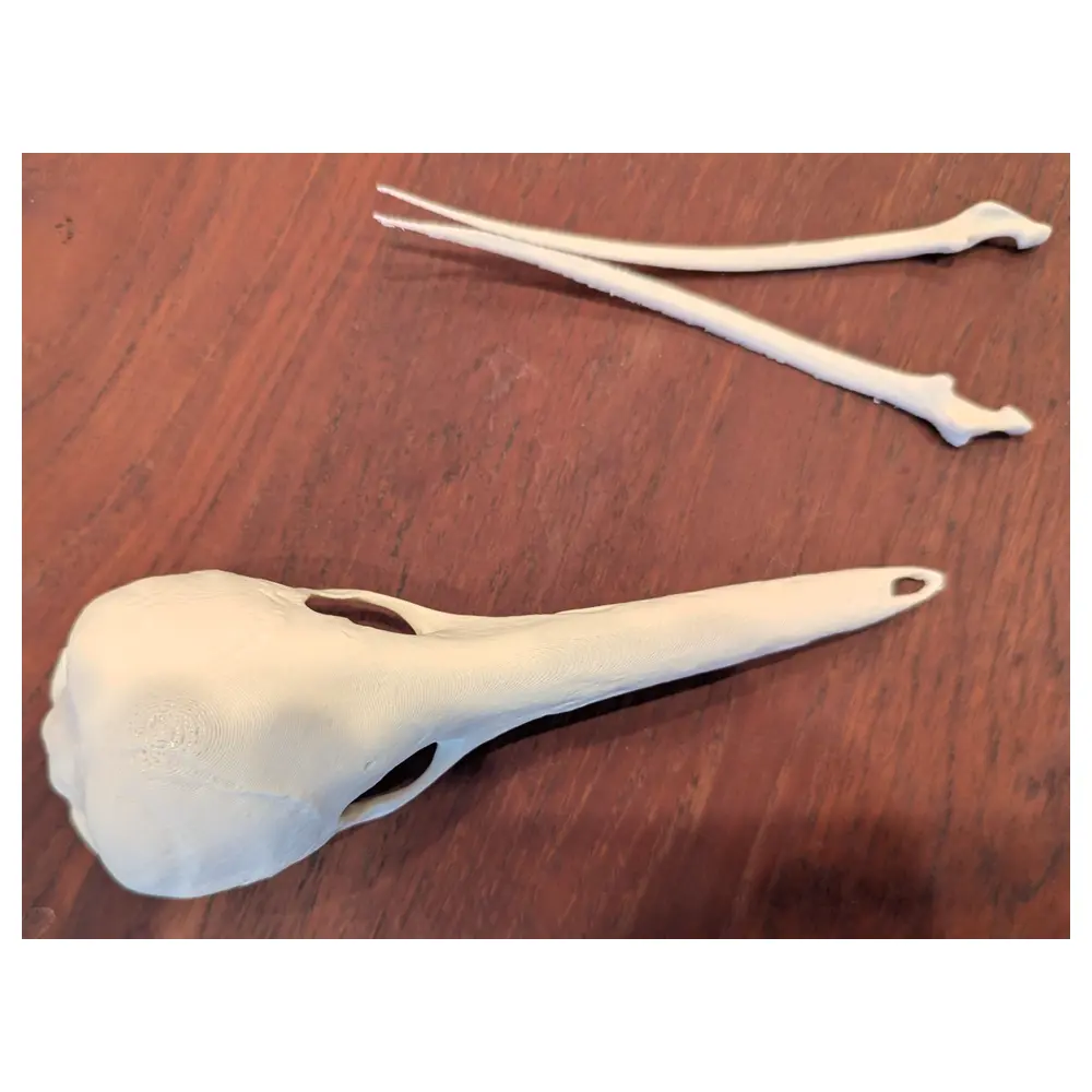 Long beaked Echidna Skull Paleontology Animal Research Display Universal Parts Repair