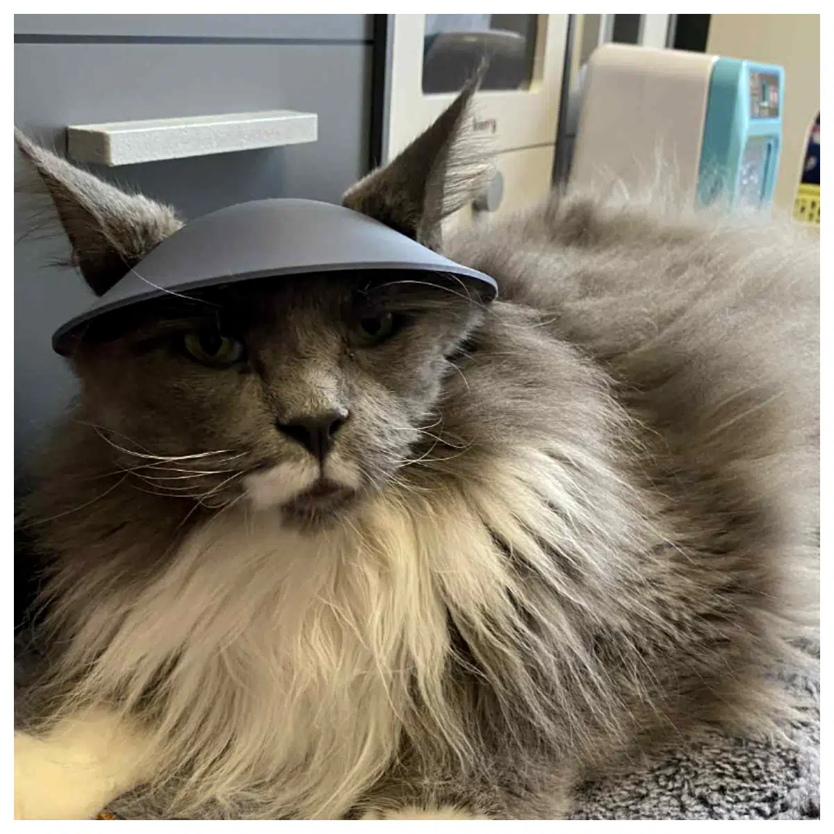 Cat Hat Children s Headwear Pet Hat Baby Cute Hat Fleece Warm Winter Cap Christmas Gift