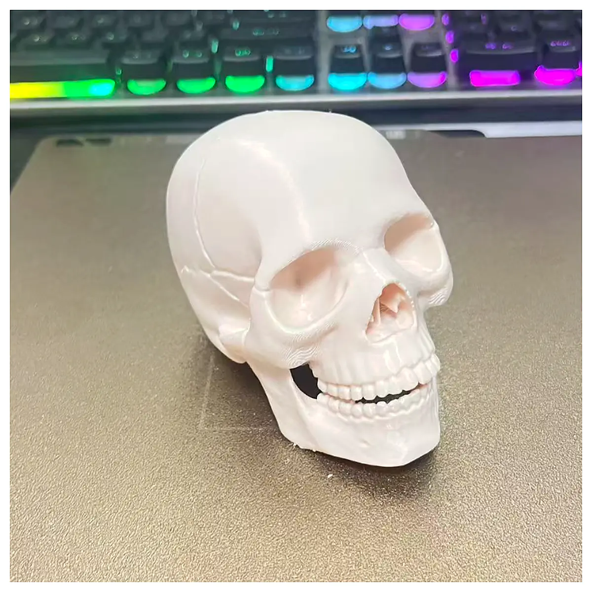 Skull Jaw Model Assembly Realistic Skull Toy Bones Educational Anatomy Props