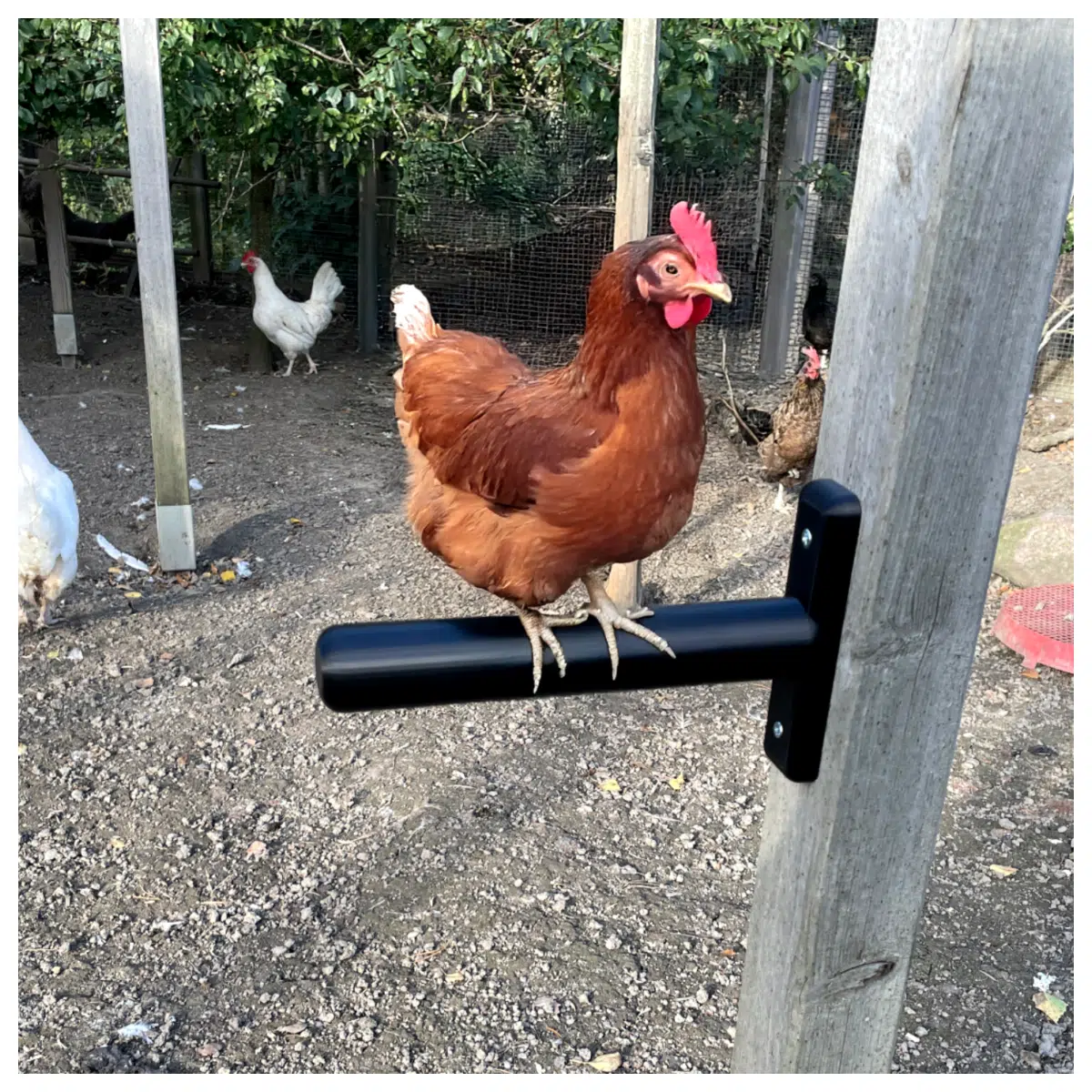 Chicken Perch Stand Automatic Feeder Chicken Accessories Poultry Equipment Chicken House Supplies Drinker Waterer