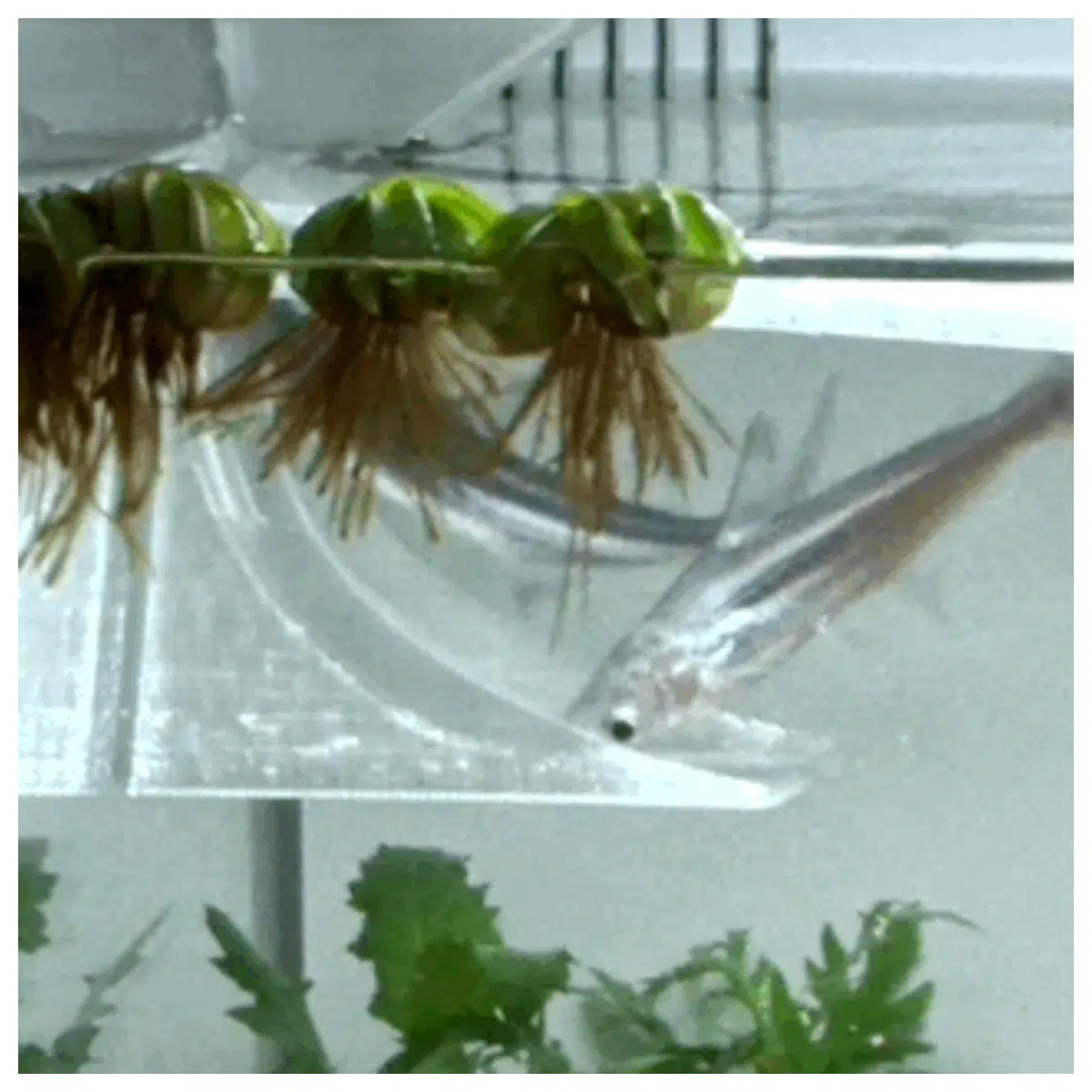Aquarium 2nd Gen Automatic Fish Feeder Fish Food Dispenser Smart Feeding Aquarium Accessories Fish Feeding Device