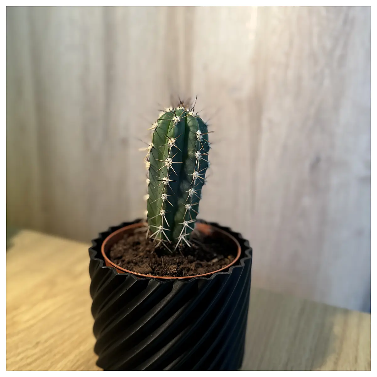 Planter Spiral Pot Plant Container Succulents Flowers Gardening Planters Flower Pots Growing