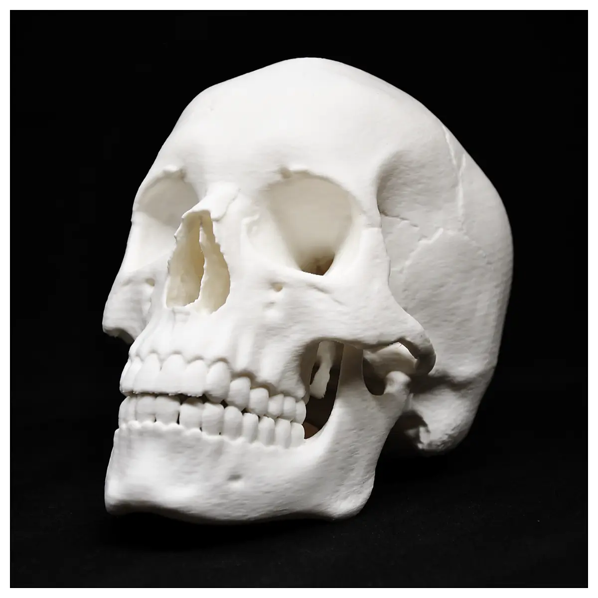 Realistic Skull Model 3D Print Skeleton Model Educational Model Art Craft Parts