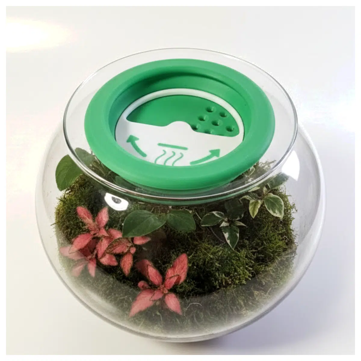 Terrarium Glass Enclosure Reptile Habitat Insect Terrarium Aquarium Lizard Habitat Pet Ecosystem