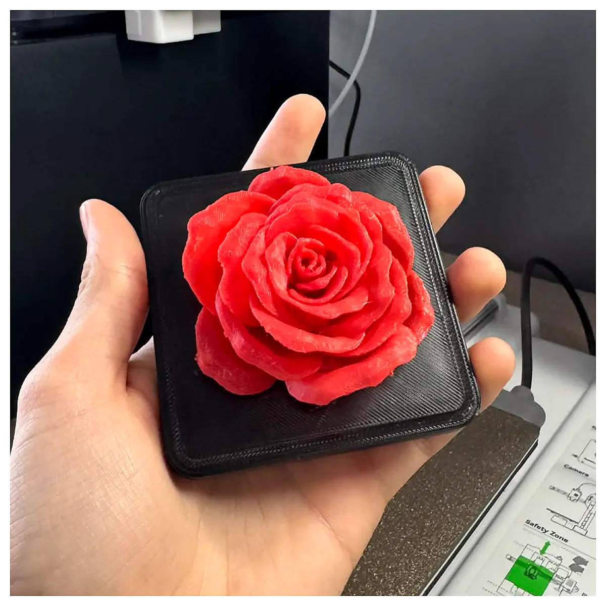 Rose Flower Pot Rose Flowers with Pot Rose Flower Decoration Rose Viewing Flowers