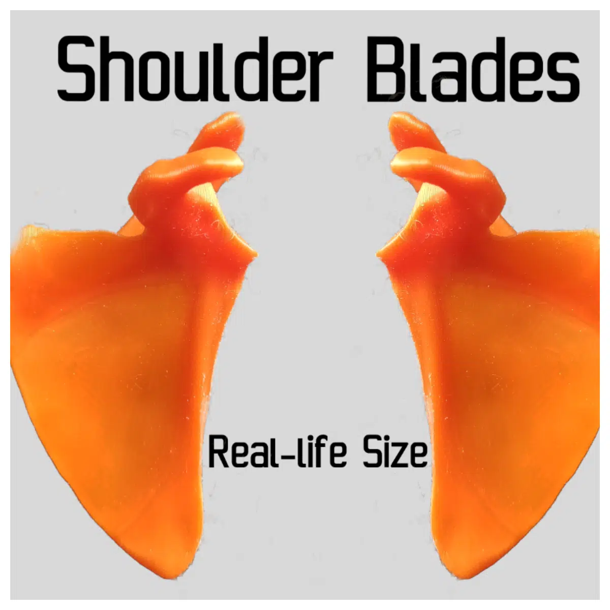 Shoulder Blade Exerciser Equipment Fitness Strength Training Posture Improvement Joint Health Exercise Gear