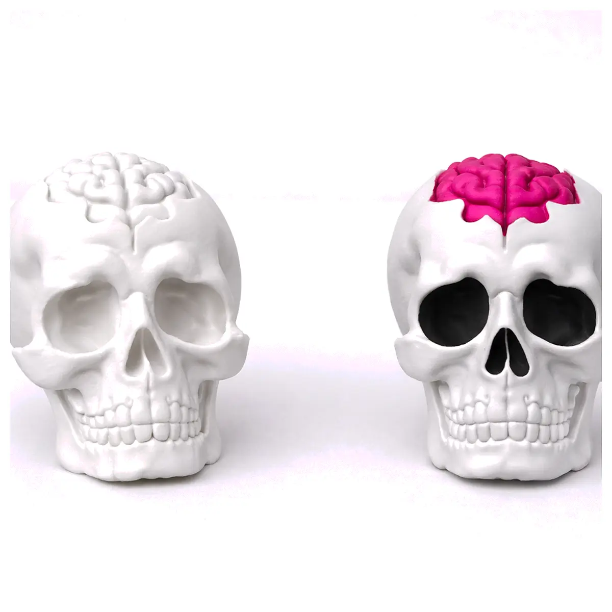Anatomical Skull Model Brain Head Skeleton Study Teaching Lab Science Experiment