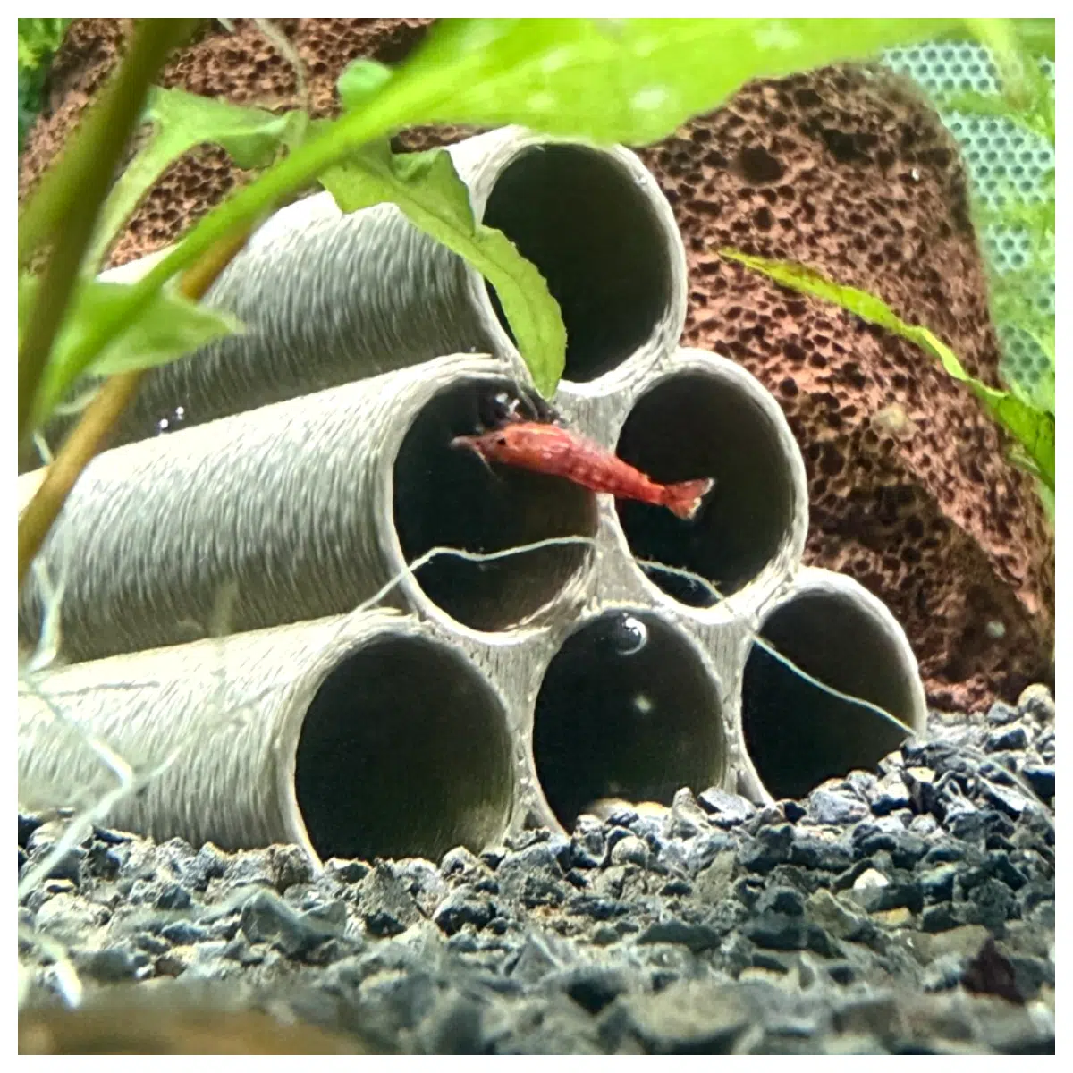 Natural Shrimp Caves Shelter Shrimp Shells Ornamental Shrimp Baby Shrimp Aquarium Decoration Shrimp Tubes Food Breeding Rearing Pets
