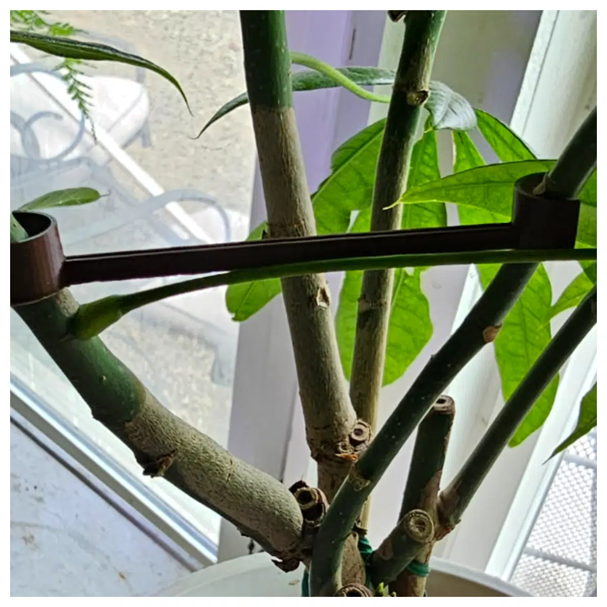 Plant Trainer V2 Support System Growing Tools Plant Support Stakes Plant Care