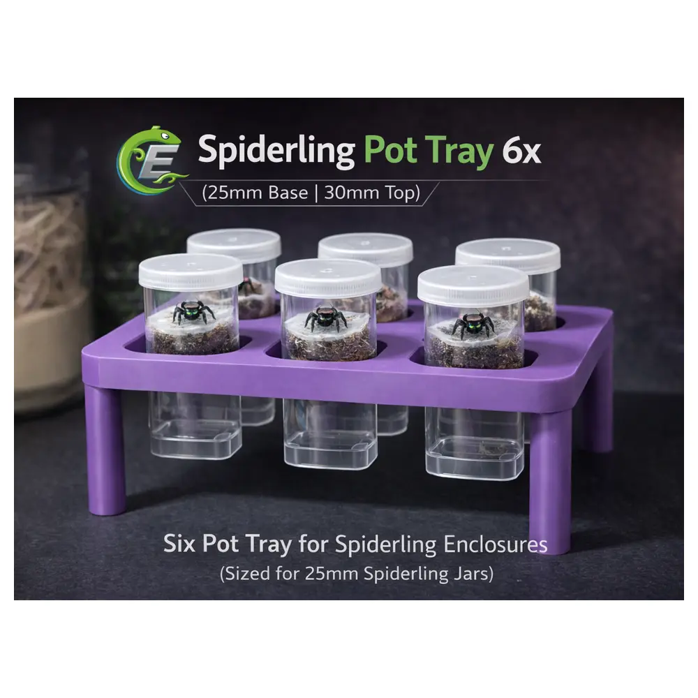Spiderlings Tray 6 Pack Plant Tray for Spiderlings 30mm Bottom 25mm Top Spider Care