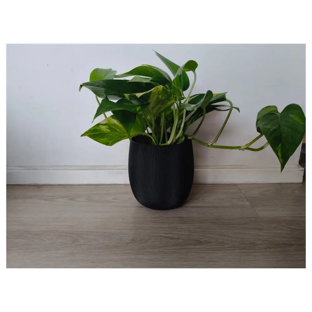 Beautiful Planters Decorative Planters Indoor Planters Potted Plants Planters Flower Planters Wholesale Planters Plant Decoration