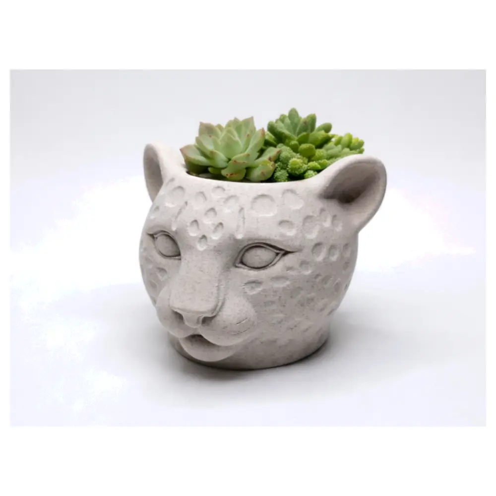 Succulent Cactus Terrarium Succulents Care Potting Soil Pruning Tools
