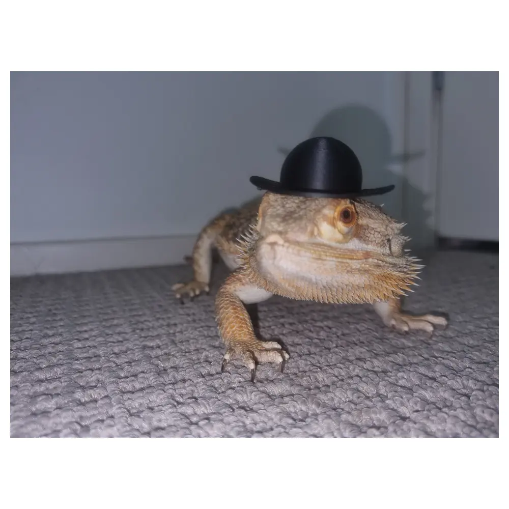 Lizard Dome Hat Wholesale Supply Sales Quality Price Purchase Manufacturer Agent Discount Promotion