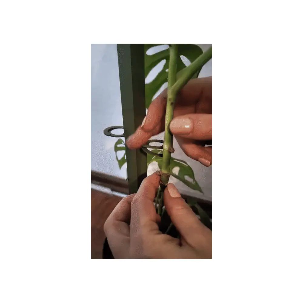 Plant Support V3 Holder Stabilizer Plant Fixer Support Plants Pot Stand Flower Growing Tools