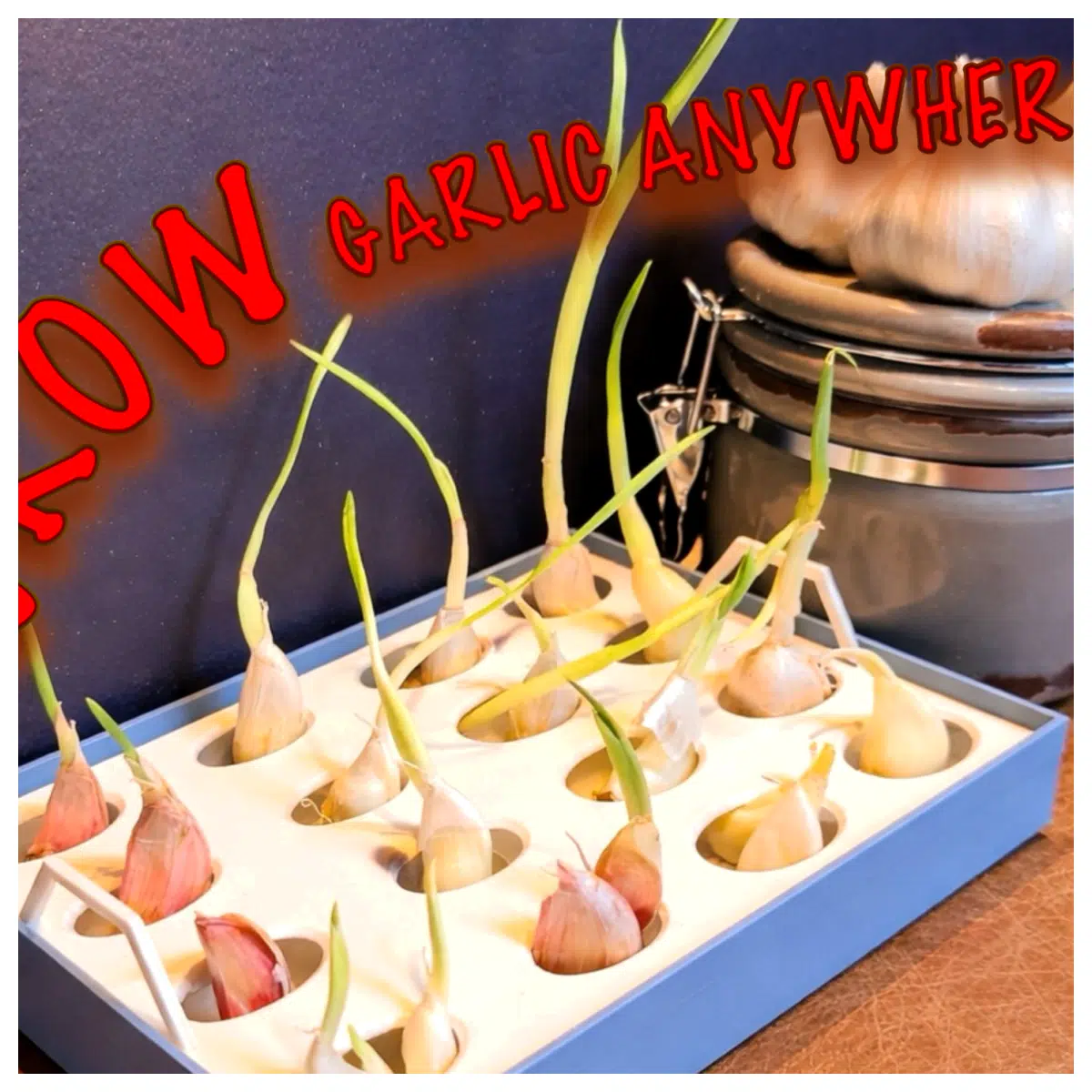 Garlic Sprout Tray Garlic Germination Kitchen Growing Tray Garlic Propagation Planter Easy Sprouting Leaf Growth Container