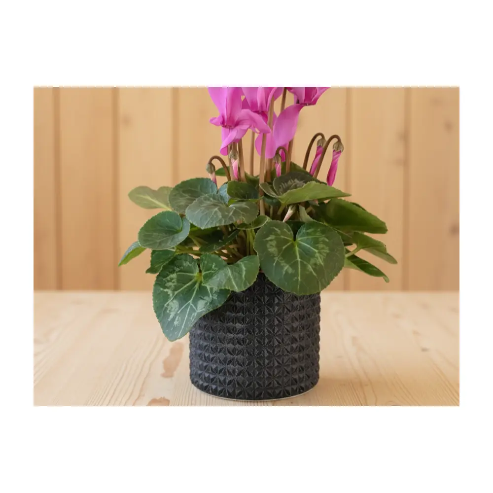 Planter Pots Gardening Container Succulents Flowers Plant Care Indoor Outdoor Plant Pots Soil