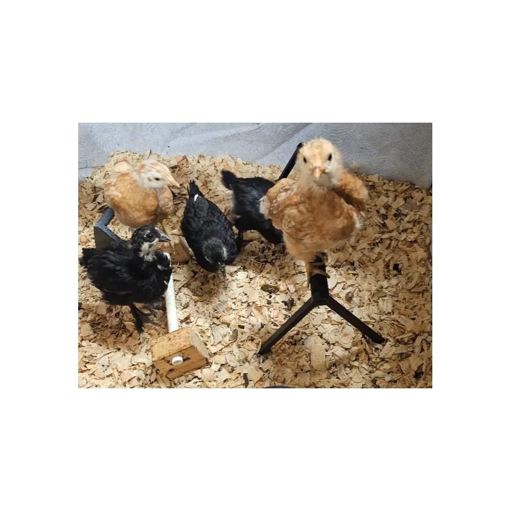 Chicks Nesting Box Baby Chicks Nesting Sticks Chicken Poultry Nesting Frames Brooder Hatching Equipment Chicks Accessories