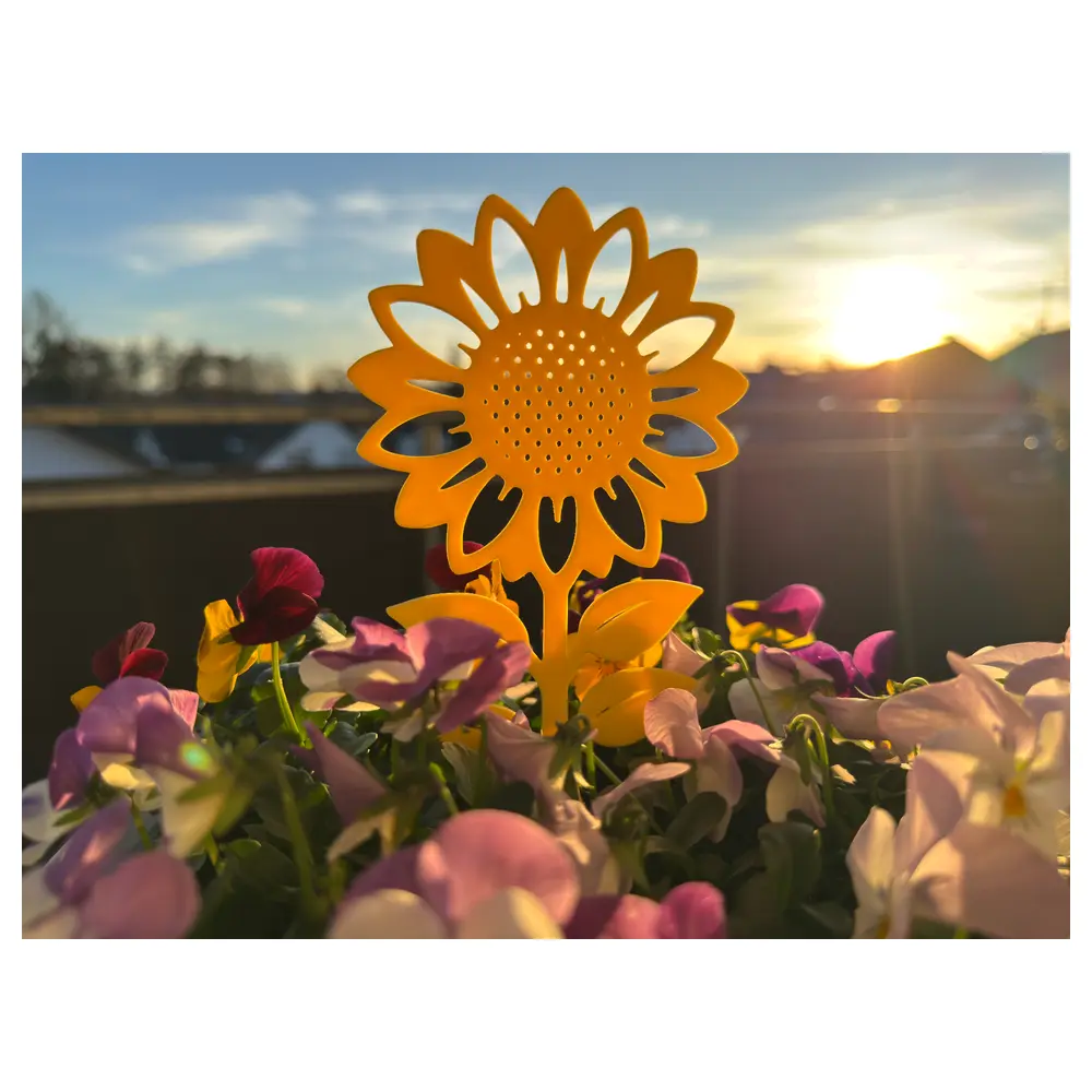 Sunflower Plant Growing Guide Care Tips Pots Flowers Decoration Floral Wholesale