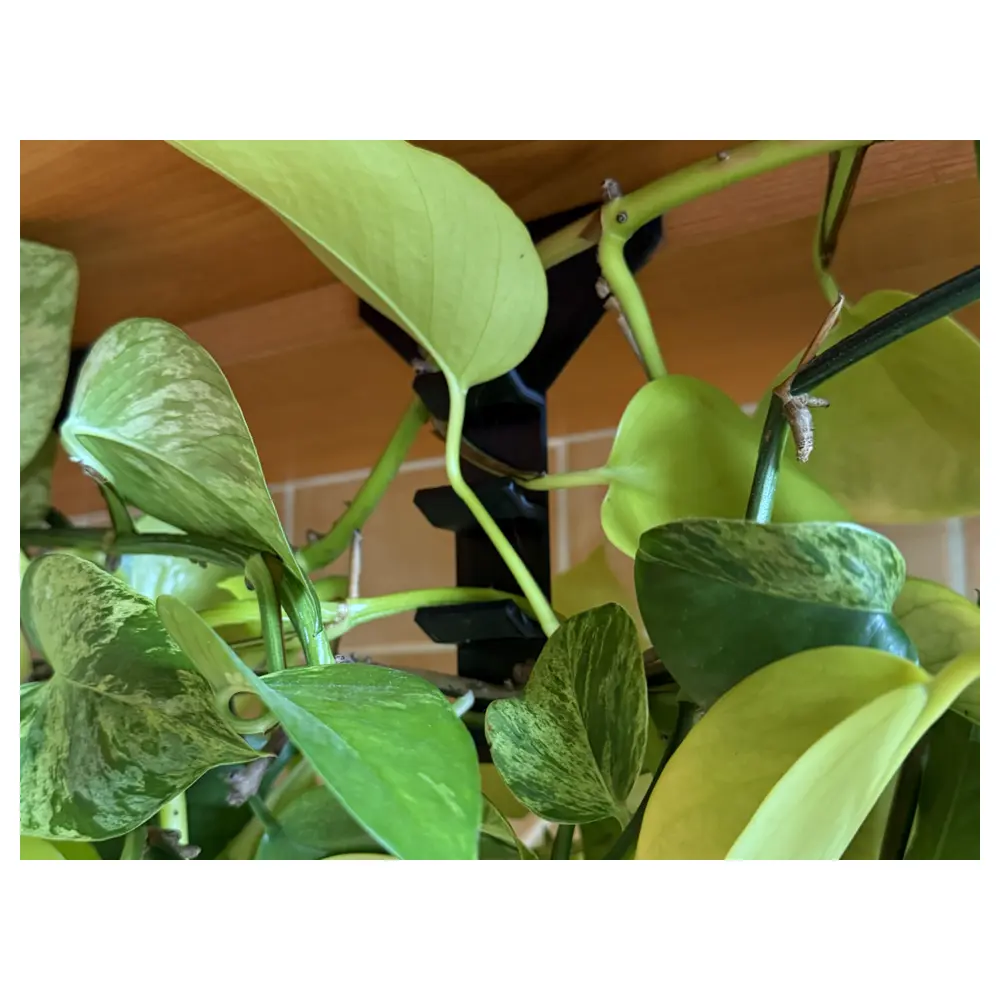 Hanging Planter Hooks Plant Hangers Flower Hooks Vertical Garden Support Plant Display Accessories